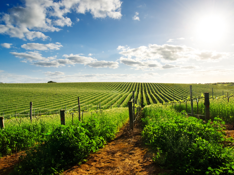 Complete Tour of South Australia — 5